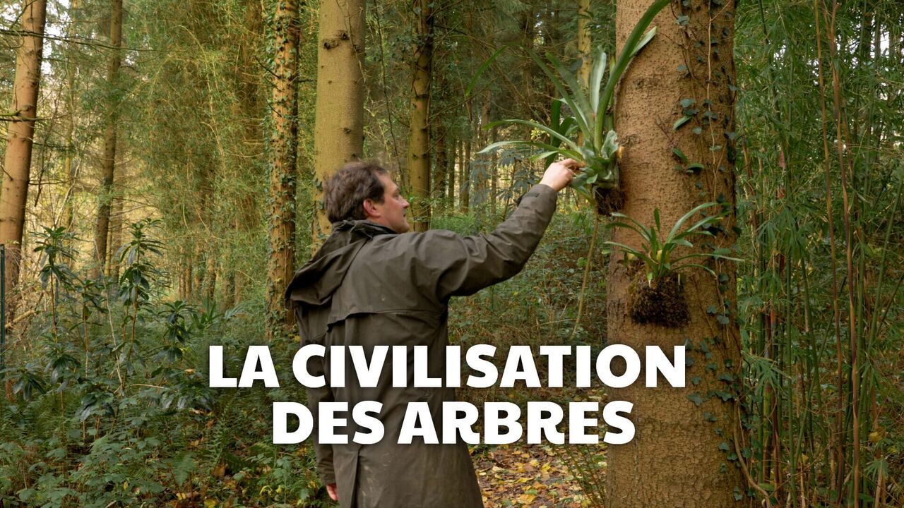 La civilisation des arbres