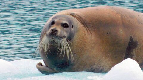 Groenland, une île aux confins du monde - Arte
