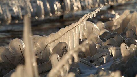 Pays-Bas, voyage au coeur d'une nature sauvage — France 5 11:55
