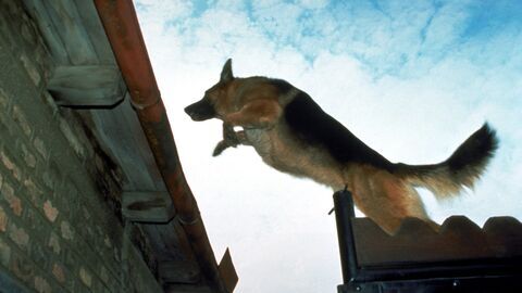 Rex, chien flic