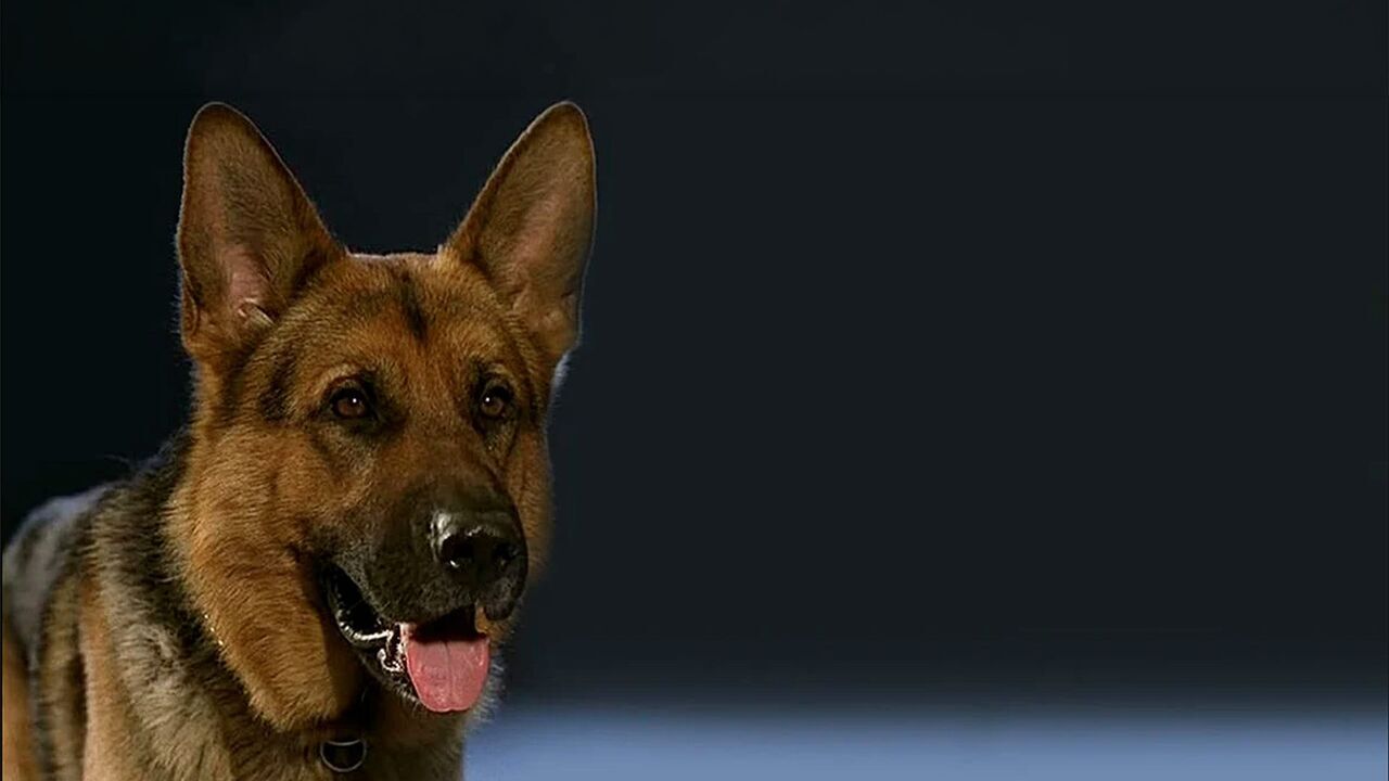 Rex