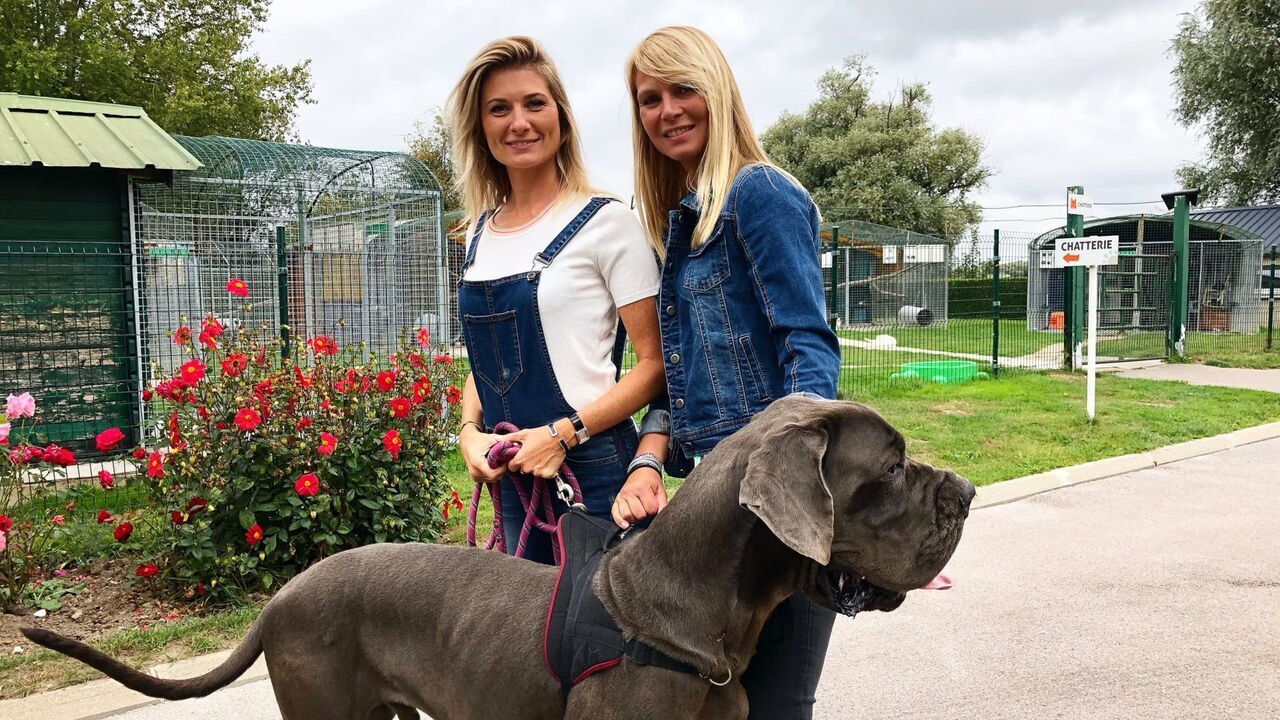 Animaux à adopter : nouvelle famille pour une nouvelle vie