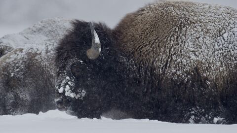 Yellowstone : Nature extrême - Arte