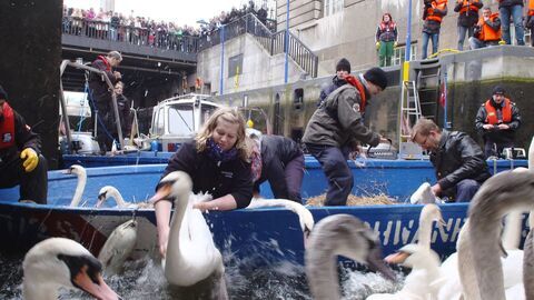 Hambourg, la ville des cygnes - Arte