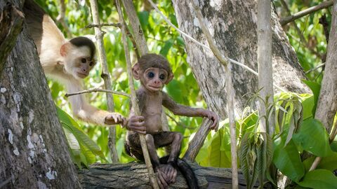 Caméras espions en terre animale — France 5 13:35