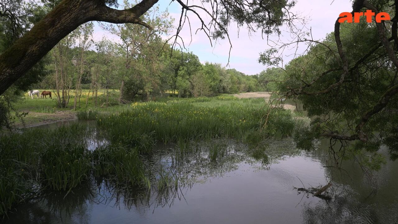 Invitation au voyage - Arte