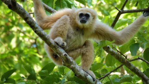 Naissances extraordinaires au zoo — RMC Life 21:10