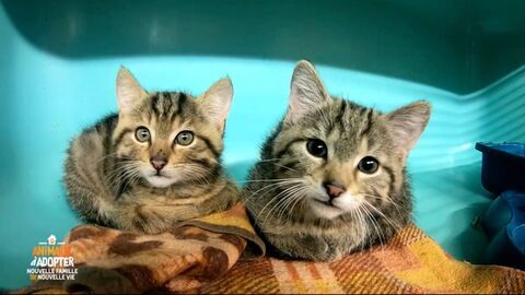 Animaux à adopter : nouvelle famille pour une nouvelle vie — TMC 06:00