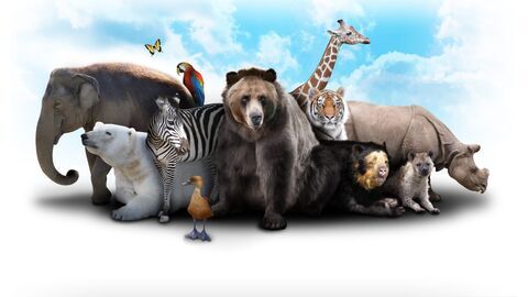 Anamocot : La réponse de la mygale - Arte