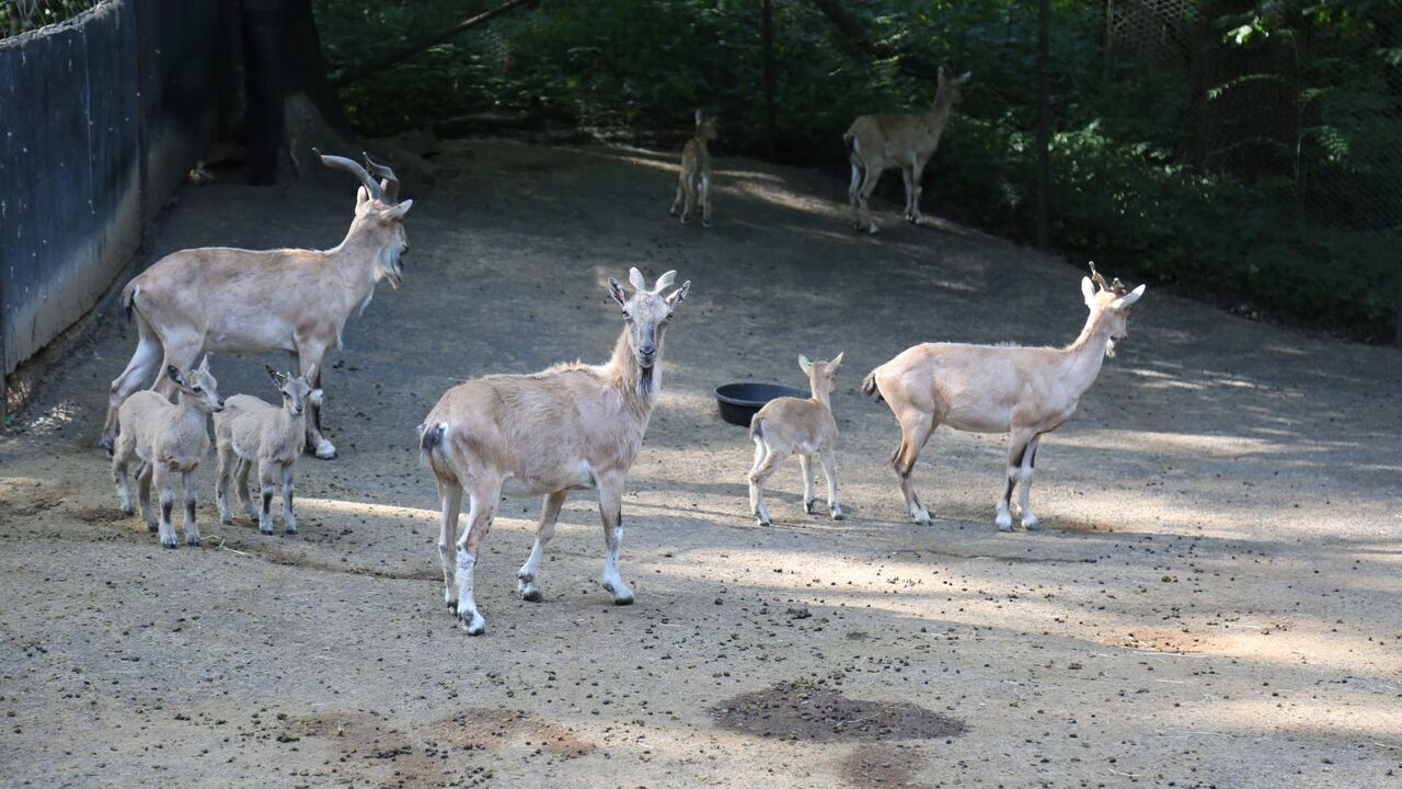 Le zoo du Bronx