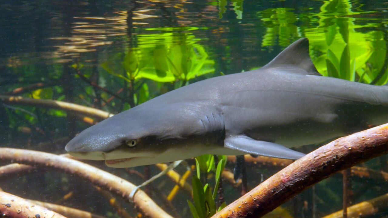Les prédateurs de la Grande Barrière de corail — Arte 09:55