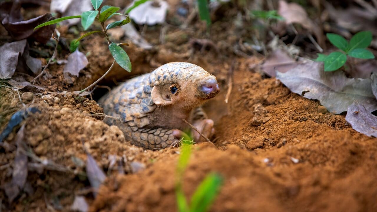 Petits animaux, grandes aventures - France 5