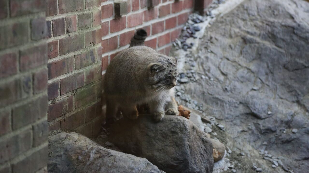 Le zoo du Bronx