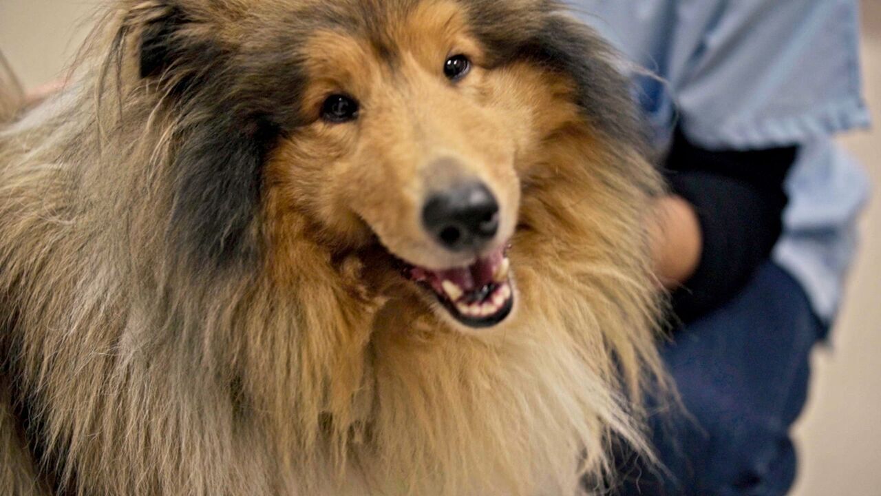 Nos très chers animaux