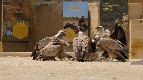 Zoo : le défi de demain