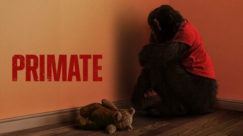 Primate
