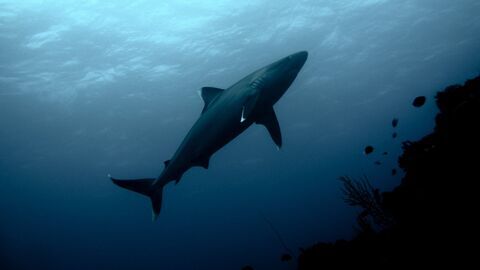 Mémoires de volcans - Arte
