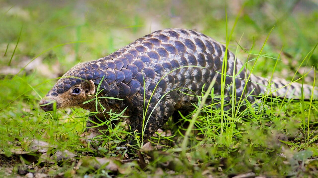 Baishanzu, un sanctuaire pour la biodiversité