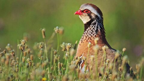 Prédateurs et proies : La faune de la péninsule Ibérique — Arte 16:35