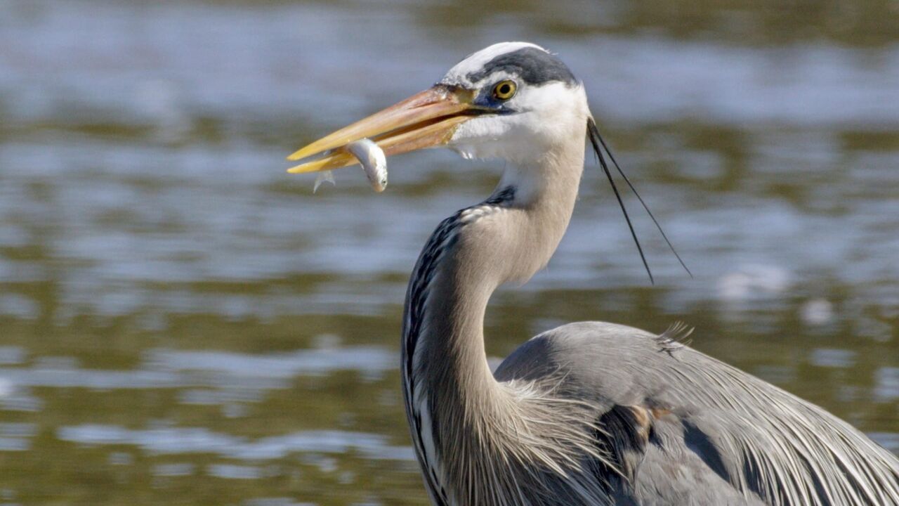 Yellowstone : Nature extrême - Arte
