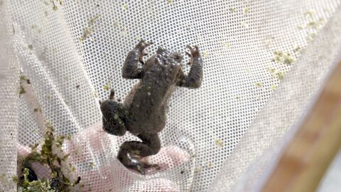 Estonie, au secours des grenouilles
