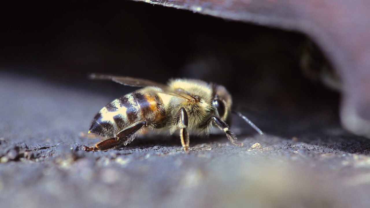 Slovénie, le royaume des abeilles - Arte