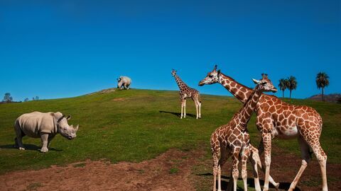Le Zoo de San Diego