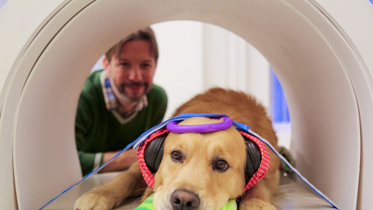 Les chiens peuvent-ils parler ?