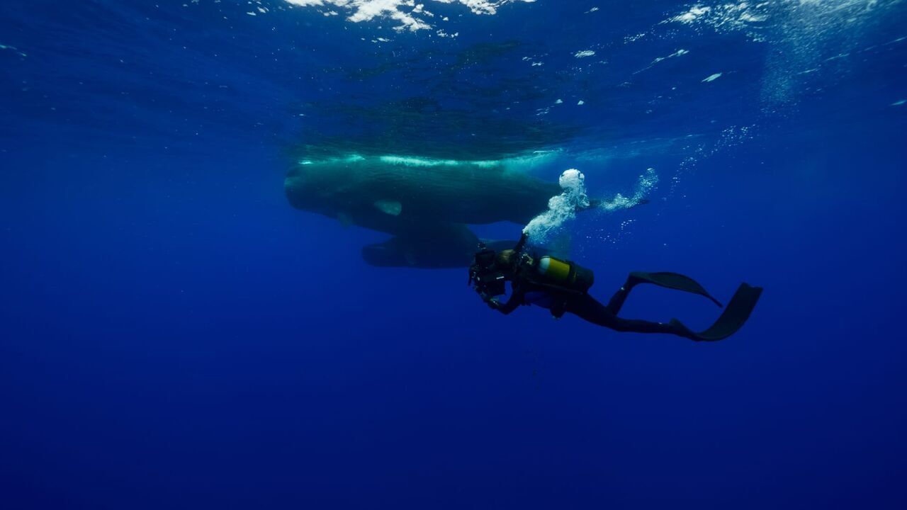 A la rencontre des baleines avec Steve Backshall