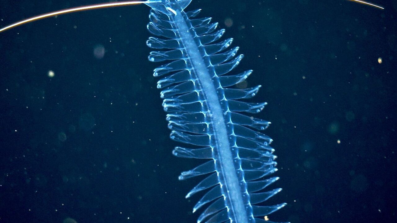 Abysses, la face cachée des océans