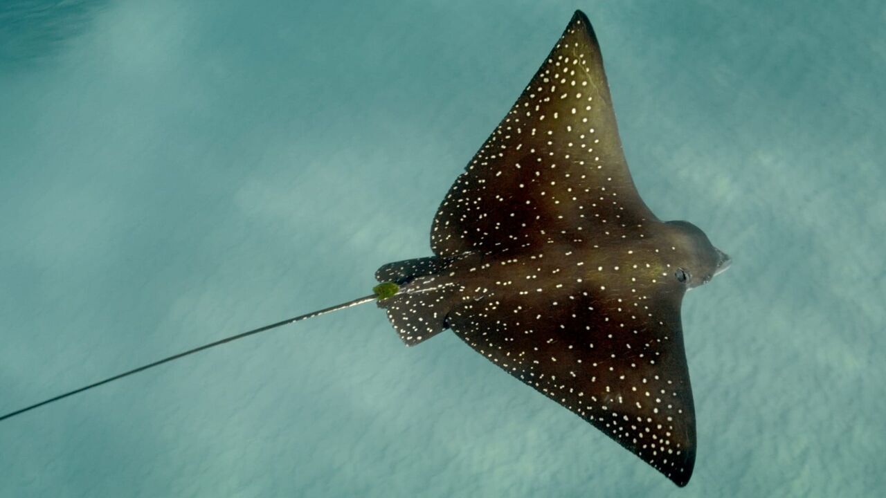 Hawaï, où l'eau embrasse le feu - Arte