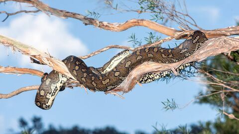 La mort au bout des crocs : Serpents venimeux d'Australie — Arte 12:05