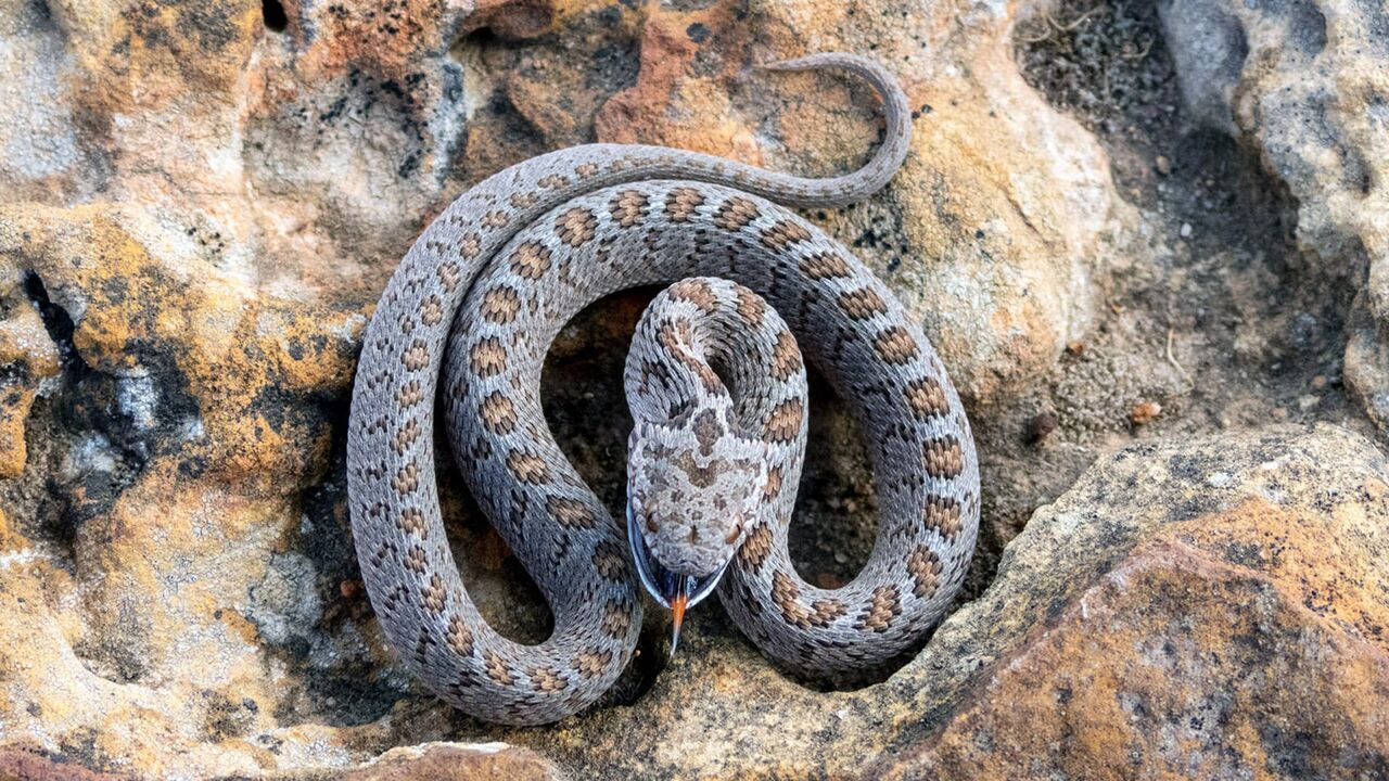 La mort au bout des crocs : Serpents venimeux d'Afrique — Arte 06:05