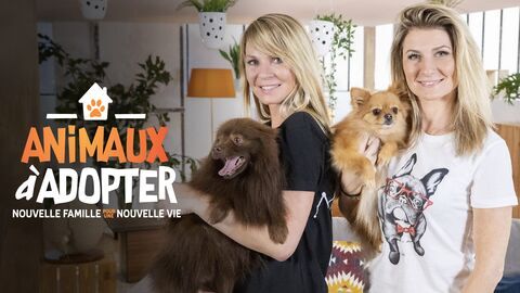 Animaux à adopter : nouvelle famille pour une nouvelle vie