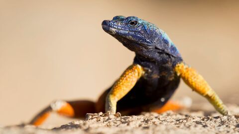 La vie en couleurs avec David Attenborough