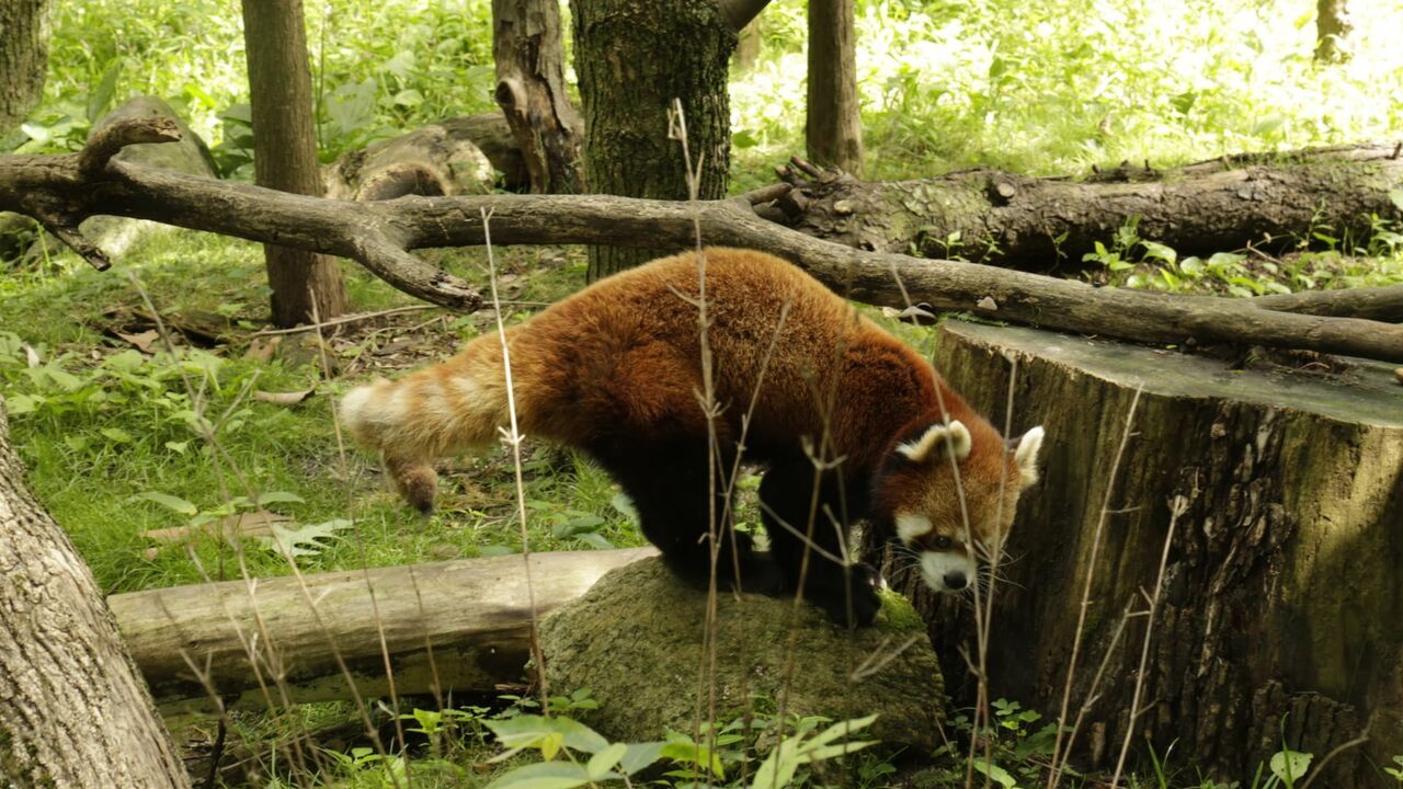 Le zoo du Bronx
