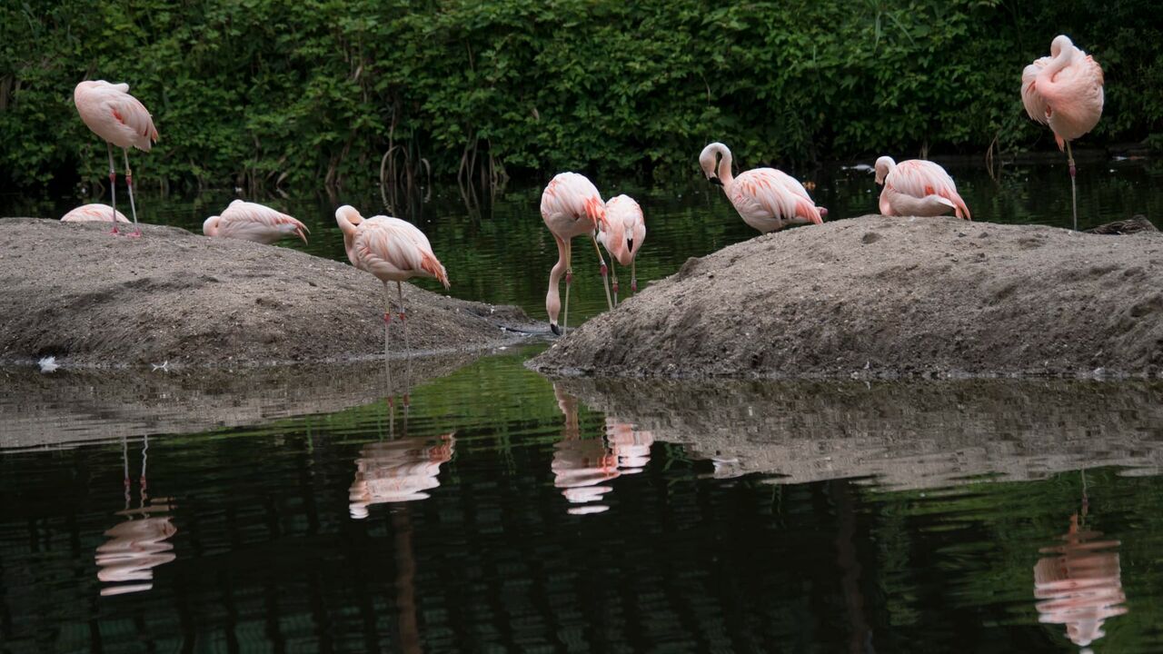 Le zoo du Bronx