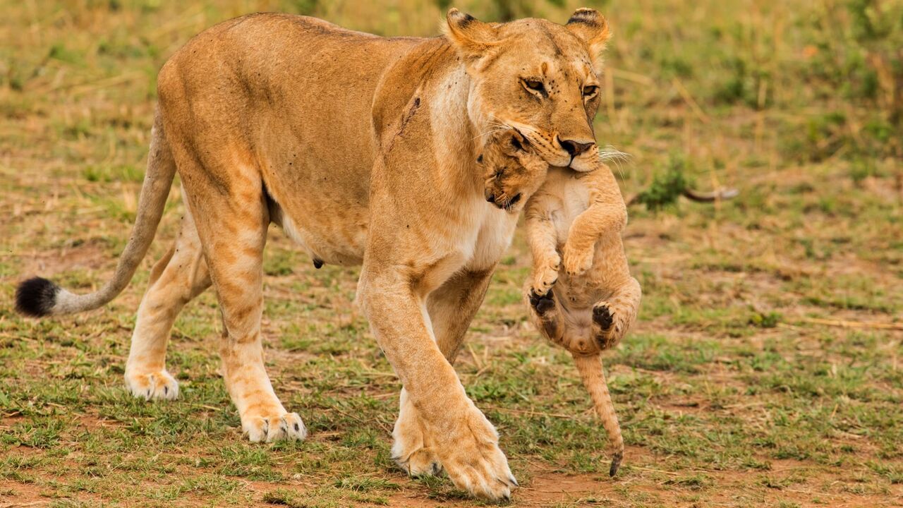 Quand les hyènes défient les lions