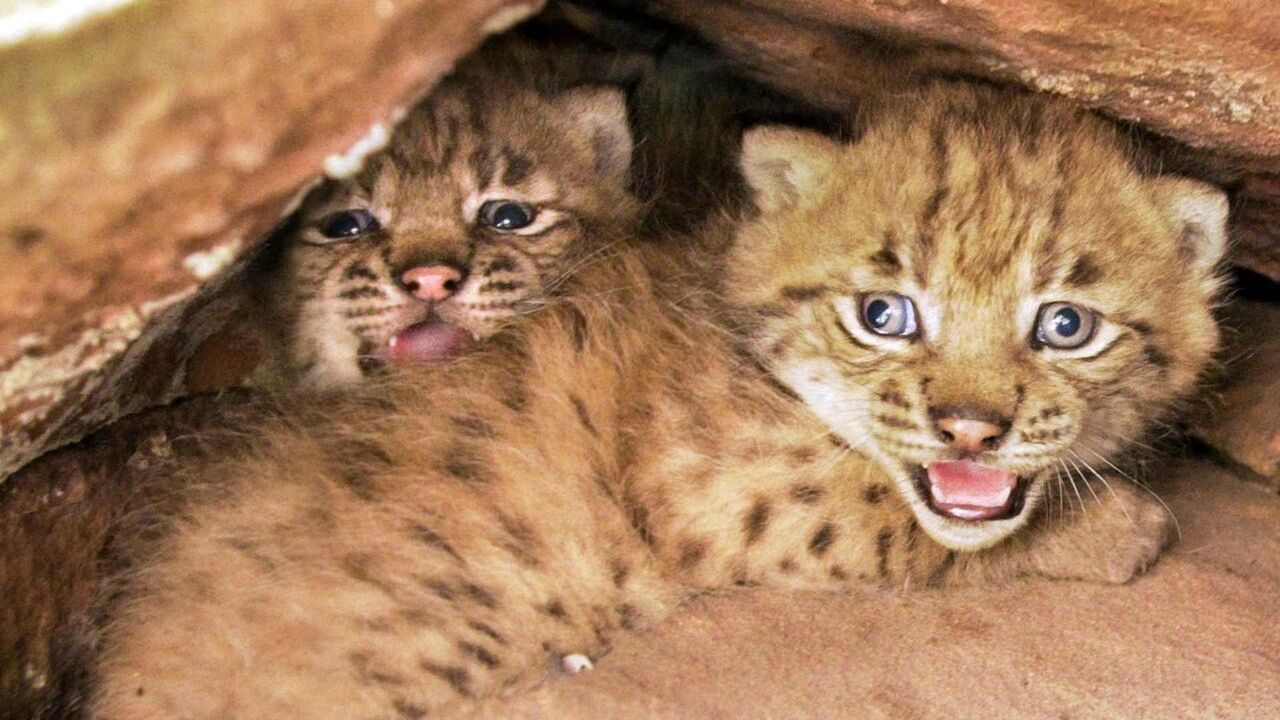 La forêt des lynx