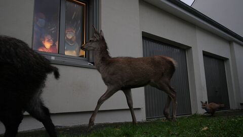 Quand l'homme n'est pas là... les animaux