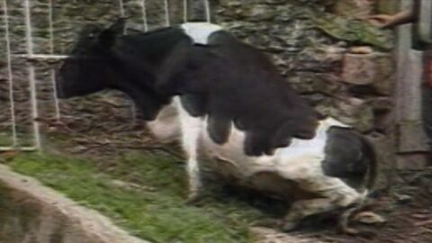 Vache folle, la Bretagne au coeur de la crise - France 3