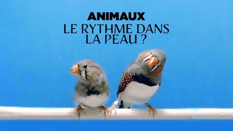 Animaux : Le rythme dans la peau ?