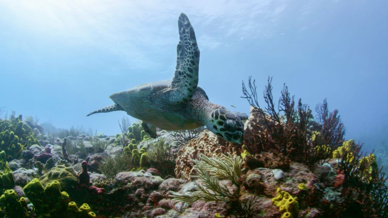 Le monde des océans