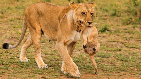 Quand les hyènes défient les lions