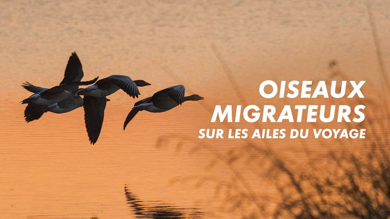 Oiseaux migrateurs : Sur les ailes du voyage - Arte