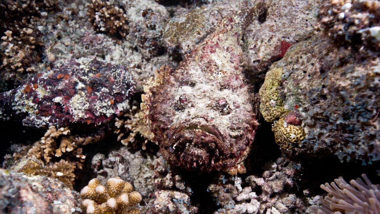 Merveilles de la vie sous-marine — France 5 11:00