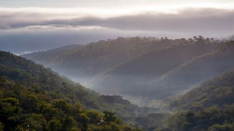 Les superpouvoirs des plantes