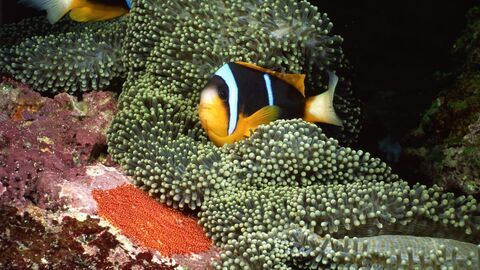 Merveilles de la vie sous-marine - France 5