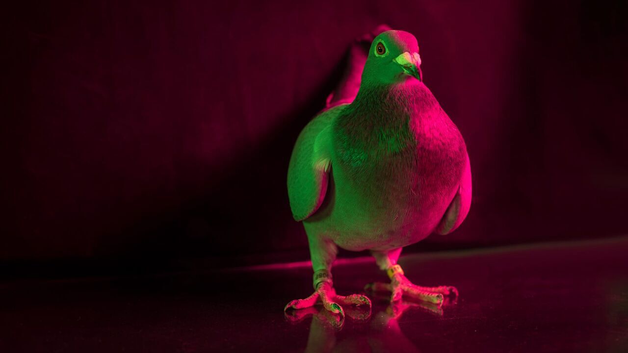 Une course, des pigeons et des millions — Arte 05:30