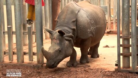 Beauval, au plus près des animaux